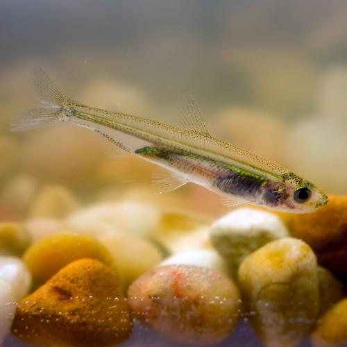 A 关闭-up photo of the Delta smelt, courtesy of the California Department of Water 资源.